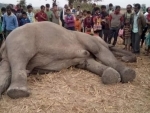 Assam: 7 wild jumbos die in two separate incident, 6 including a pregnant elephant mowed down by passenger train 