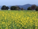 Centre to take decision on GM Mustard roll out in a month's time