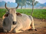 Cow should be national animal, says Rajasthan High Court