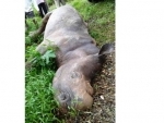 African white rhino dies in Assam state zoo