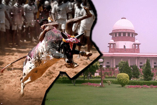 Supreme Court refuses to consider plea on Jallikattu ban