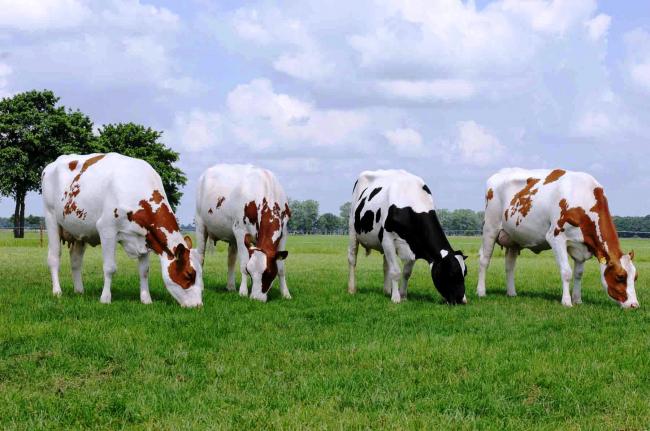  Those found smuggling cows will be killed warns BJP lawmaker from Rajasthan