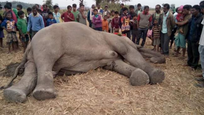 Assam: 7 wild jumbos die in two separate incident, 6 including a pregnant elephant mowed down by passenger train 