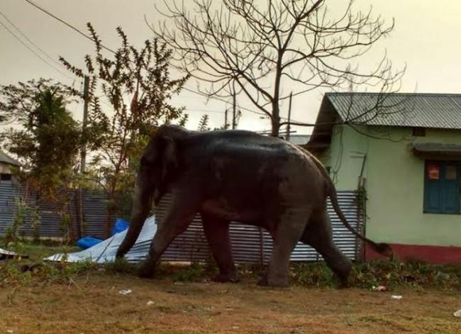 Hungry jumbo elephant swallows currency notes of Rs 40,000 in Assam
