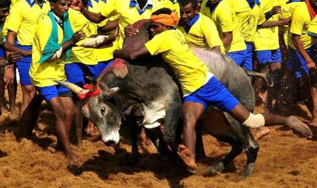  Jallikattu: Special session of TN Assmebly today, police suspect Naxal hands in protests 