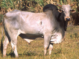 Cabinet approves India-Brazil MoU for cooperation in Zebu Cattle Genomics and Assisted Reproductive Technologies 