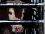 Ahead of Bakrid, PETA India urges states to enforce law prohibiting animal sacrifices