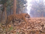 Seven poachers arrested with tiger bones, skins in Assamâ€™s Kaziranga