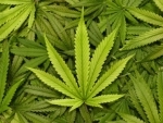 Indian man arrested in Nepal with marijuana