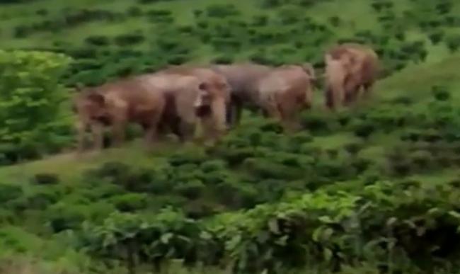 Assam plans to restrict Bangladeshi elephantâ€™s movement along Indo-Bangladesh border