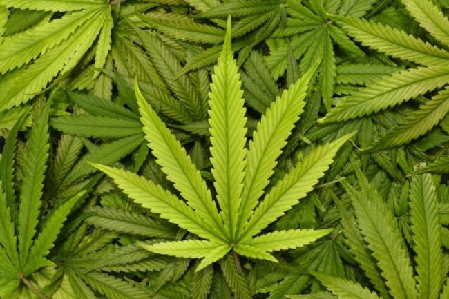 Indian man arrested in Nepal with marijuana