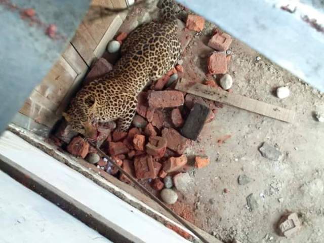 Arunachal Pradesh: Three people injured in leopard attack