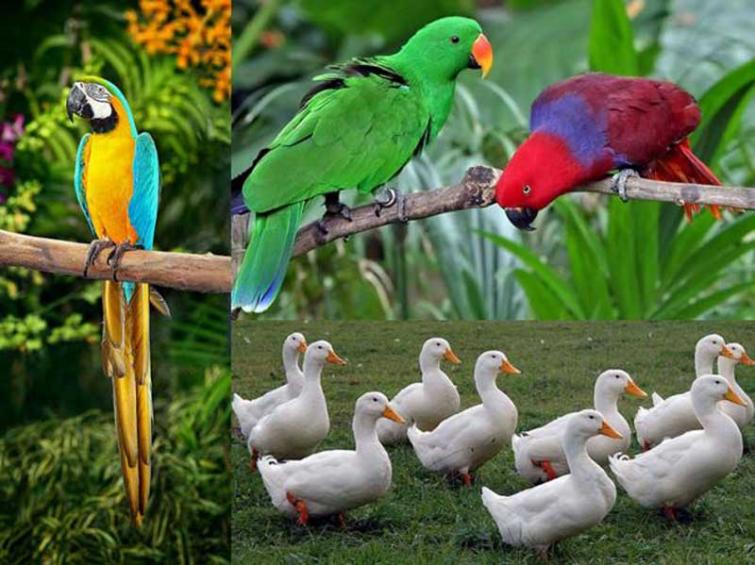 Forest officials seize 50 birds in Puducherry 