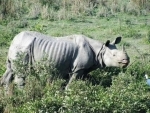Wanted rhino poacher arrested in Assam, arms seized