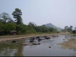 National highway now a pool for buffaloes