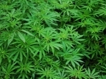 Huge cache of cannabis recovered from Tripura forest