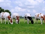 Locals seize cattle-laden three vehicles in Assamâ€™s Karimganj