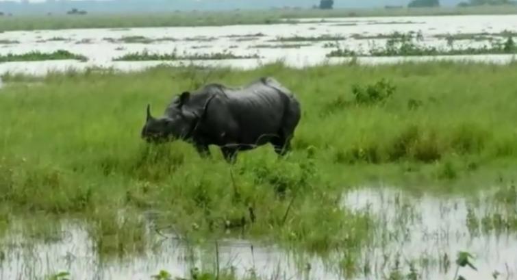 Kaziranga flood: Animals move to neighbouring hills, Special Rhino Protection Force personnel deployed to combat poachers
