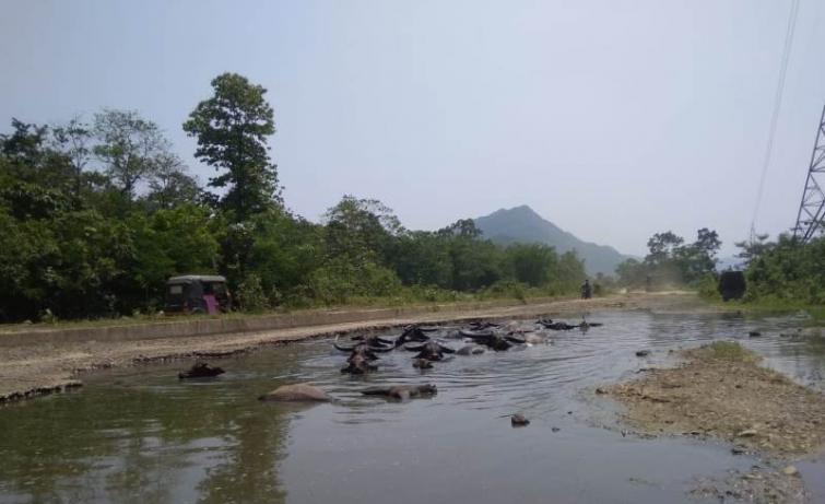 National highway now a pool for buffaloes
