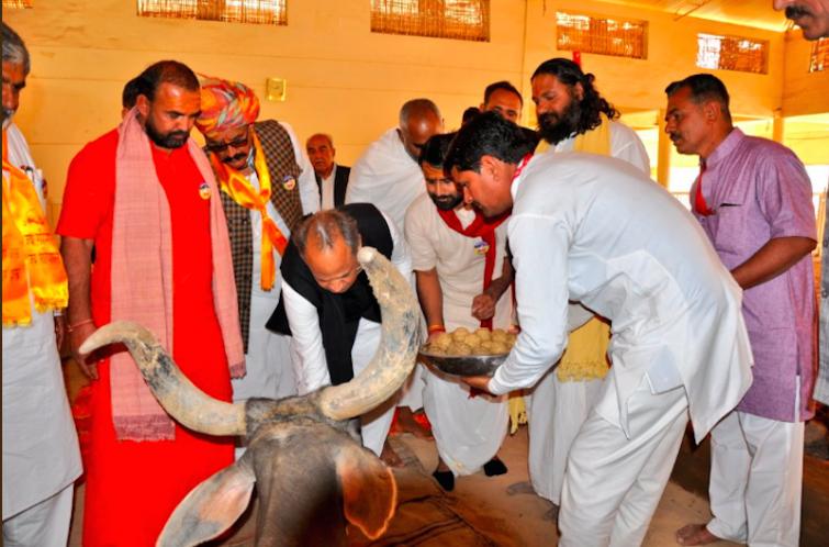 Rajasthan CM Ashok Gehlot posts pictures of him feeding cow