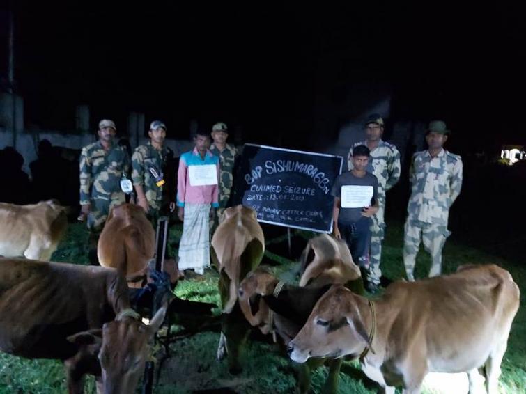 BSF personnel nab two smugglers with cattle in Assamâ€™s South Salmara