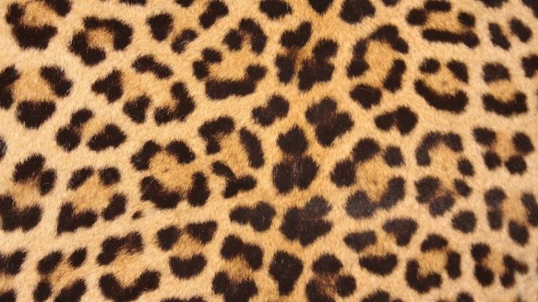Two poachers with leopard skin arrested in Darjeeling