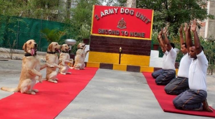 BJP slams Rahul Gandhi online for his 'New India' tweet on dog squad of the Indian Army performing yoga 