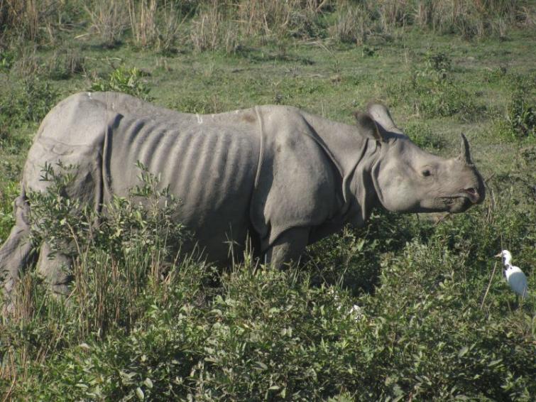 Assam: 187 wild animals including 16 rhinos die in Kaziranga flood
