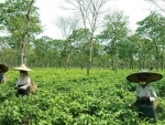 Assam tea industry loses Rs 1,000 crore due to COVID-19 lockdown