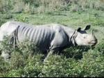 Police arrest rhino poacher in Assam’s Golaghat district