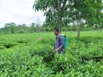 BJP MP Raju Bista urges all stakeholders to reopen the Longview tea garden