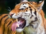 Bengal: Tiger kills migrant worker turned fisherman in Sunderbans