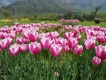 Beyond Article 370: India revives Floriculture centre in Kashmir summer capital Srinagar