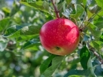 Cabinet approves extension of the Market Intervention Scheme for procurement of apples in Jammu and Kashmir for the year 2020-21