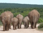 Karnataka: Elephants create panic on Bangalore-Chennai highway