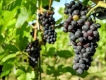 Kashmir shining: Better infrastructure under Rashtriya Krishi Vikas Yojana boosts grape production in Ganderbal