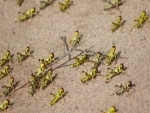 New dense swarm of locusts enter Sriganganagar district of Rajasthan from Pakistan