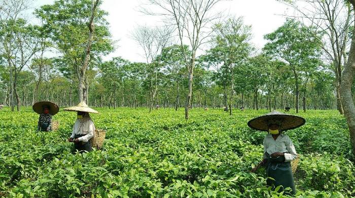 Many tea gardens in Assam started work by following COVID-19 protocols