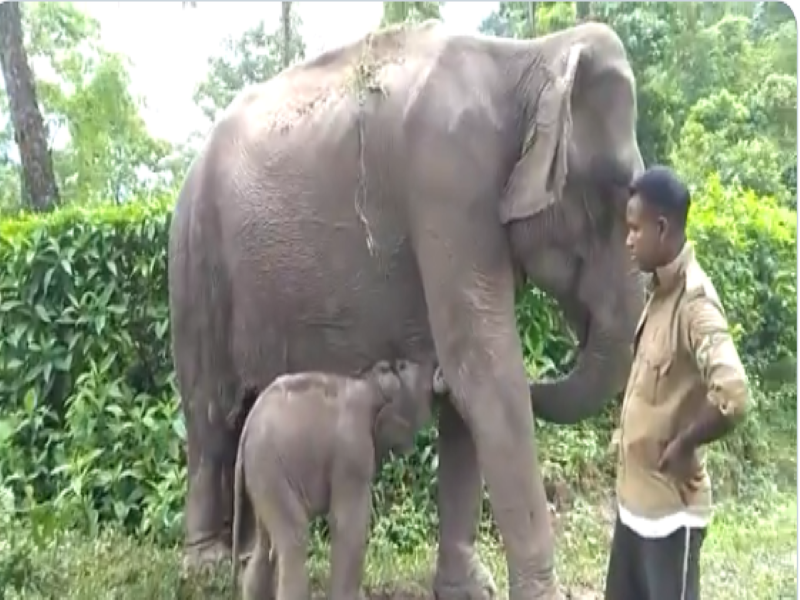 Male calf born to departmental elephant in Kaziranga National Park in Assam