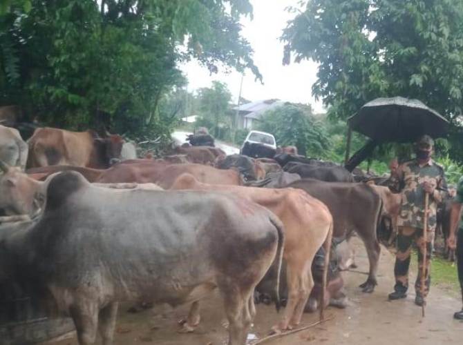 BSF seizes 118 cattles along Indo-Bangladesh border in Meghalaya