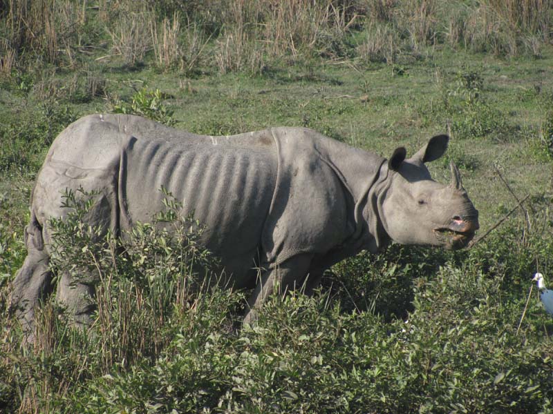 Three rhino poachers held in Assam’s Kaziranga