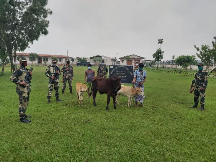 BSF official apprehend 8 cattle smugglers with nine cattle heads along Indo-Bangladesh border