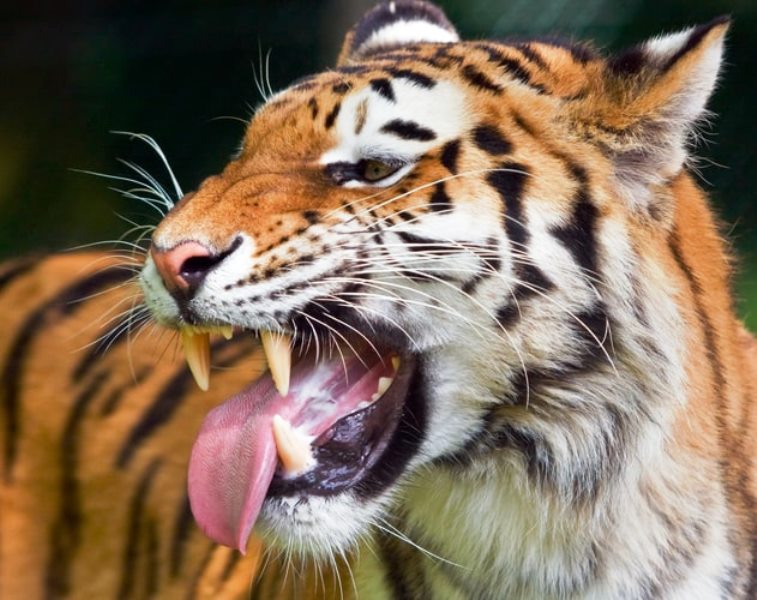 Bengal: Tiger kills migrant worker turned fisherman in Sunderbans