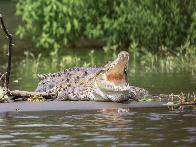 Crocodile drags fisherman into river in S 24 Pgns dist of West Bengal