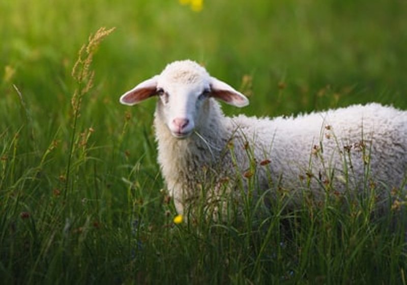 Jammu and Kashmir: Govt launches ISD scheme to boost establishment of sheep, goat units