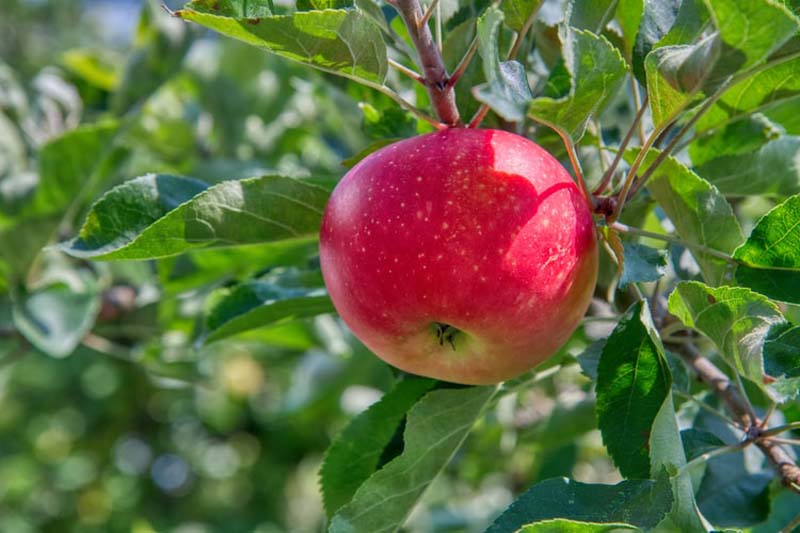 Cabinet approves extension of the Market Intervention Scheme for procurement of apples in Jammu and Kashmir for the year 2020-21