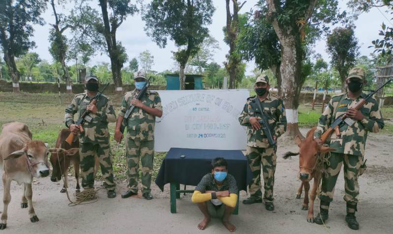 BSF Guwahati Frontier apprehend one Bangladeshi smuggler and rescue 34 cattle heads