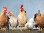 Uttarakhand: Chicken, egg prices crash in Haldwani