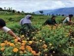 After Purple Revolution, farmers now reap benefits of marigold cultivation in Bhadarwah, Kashmir