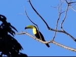 Three exotic Keel-billed toucan birds stolen from Kolkata zoo, police complaint lodged
